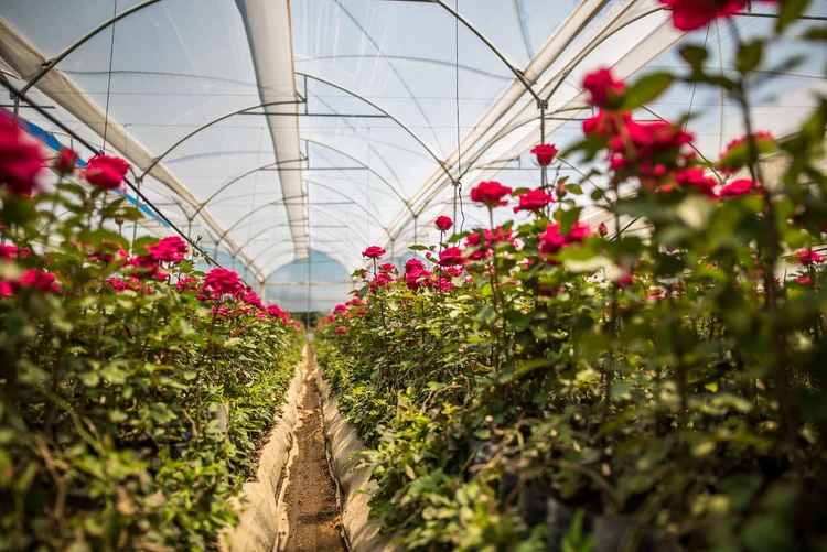 Roses growing inside a Primarossa greenhouse