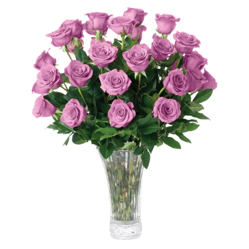 Rosas lavanda