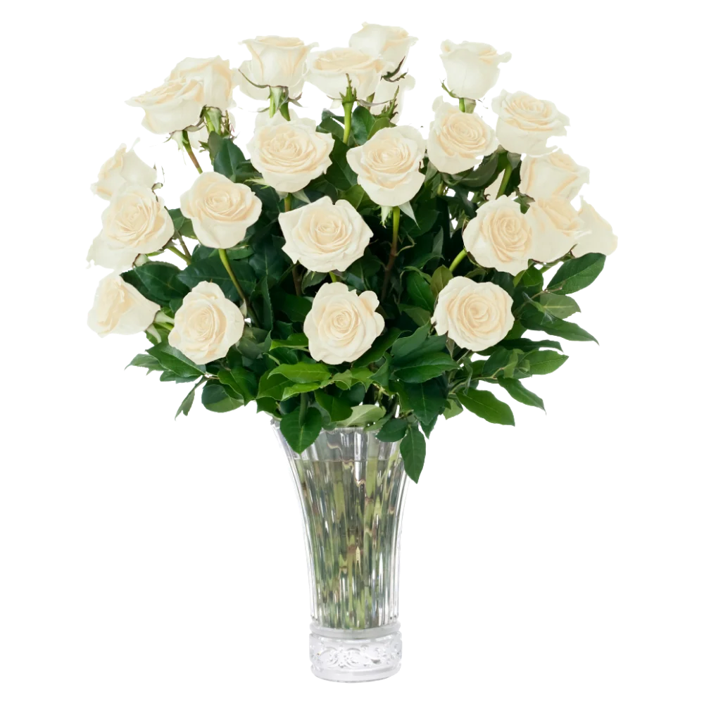 Rosas blancas